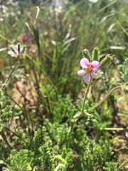 Pelargonium hirtum