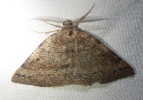 iNaturalist observation photo of Drepanulatrix
