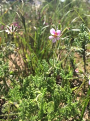 Pelargonium hirtum
