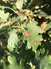 Neuroterus quercusbaccarum