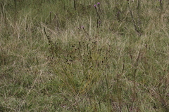 Dalea multiflora
