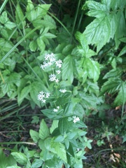 Galium rubioides
