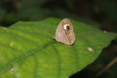 Mycalesis junonia