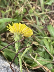 Picris hieracioides hieracioides