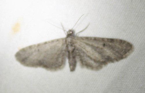 iNaturalist observation photo of Pug Moths & Allies