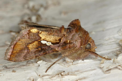Chrysodeixis chalcites