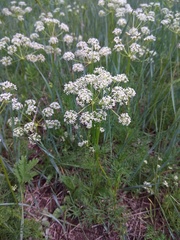 Peucedanum vaginatum