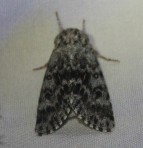 iNaturalist observation photo of Cutworm Moths and Allies