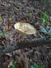 Cymatoderma caperatum