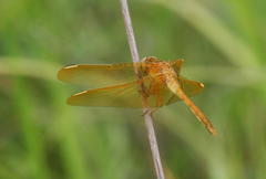 Sympetrum uniforme