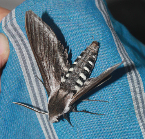 iNaturalist observation photo of Elegant Sphinx