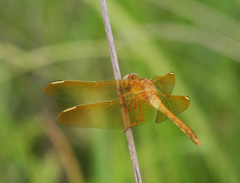 Sympetrum uniforme