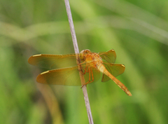 Sympetrum uniforme
