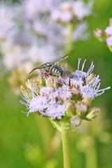 Synocoelioxys