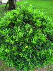 Podocarpus macrophyllus maki