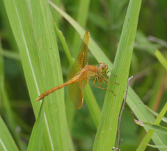 Sympetrum uniforme