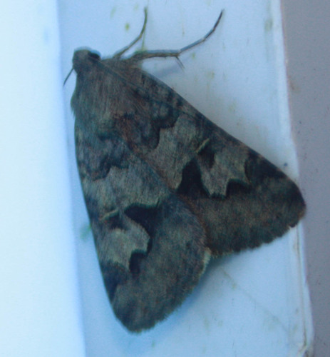 iNaturalist observation photo of Shadowy Arches