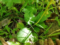 Pyrola elliptica