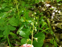 Pyrola elliptica