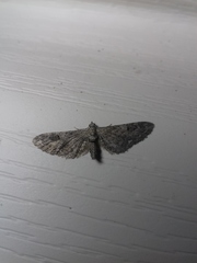 Eupithecia innotata
