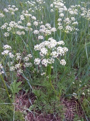 Peucedanum vaginatum