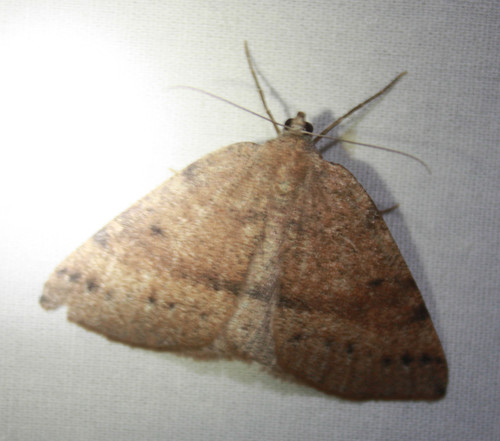 iNaturalist observation photo of Drepanulatrix