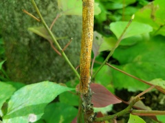 Aurantioporthe corni