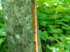 Aurantioporthe corni