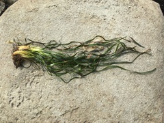 Phyllospadix serrulatus