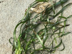 Phyllospadix serrulatus