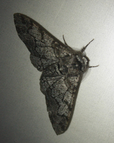 iNaturalist observation photo of Schmetterlinge