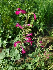 Salvia lemmonii