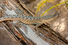 Urosaurus graciosus