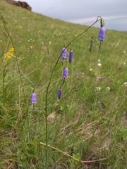 Adenophora stenanthina