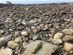 Phyllospadix serrulatus