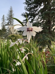 Gladiolus murielae