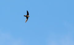 Streptoprocne rutila