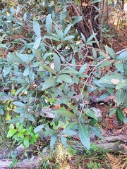 Quercus hypoleucoides