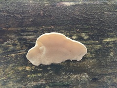 Amaropostia stiptica