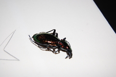 Carabus rutilans
