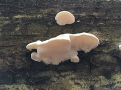 Amaropostia stiptica