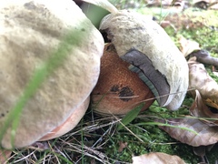 Rubroboletus rhodoxanthus