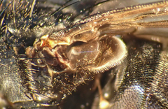 Calliphora latifrons
