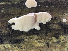 Amaropostia stiptica