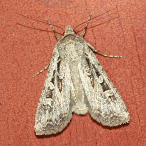 iNaturalist observation photo of Schmetterlinge
