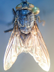 Calliphora latifrons