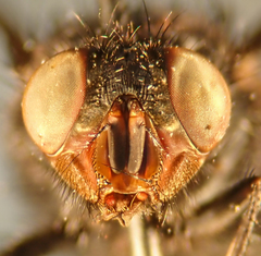 Calliphora latifrons