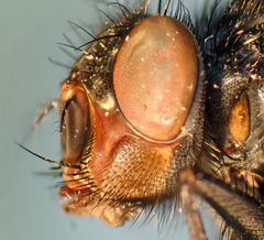 Calliphora latifrons