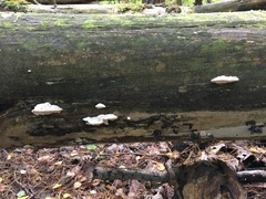Amaropostia stiptica