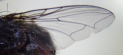 Calliphora latifrons
